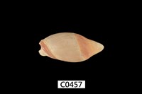 藏品(彈頭螺)的圖片